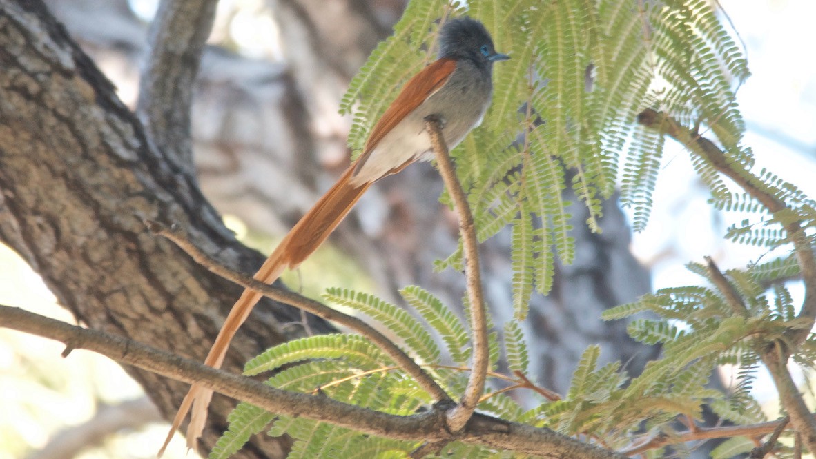 Graubrust-Paradiesschnäpper - ML647575574