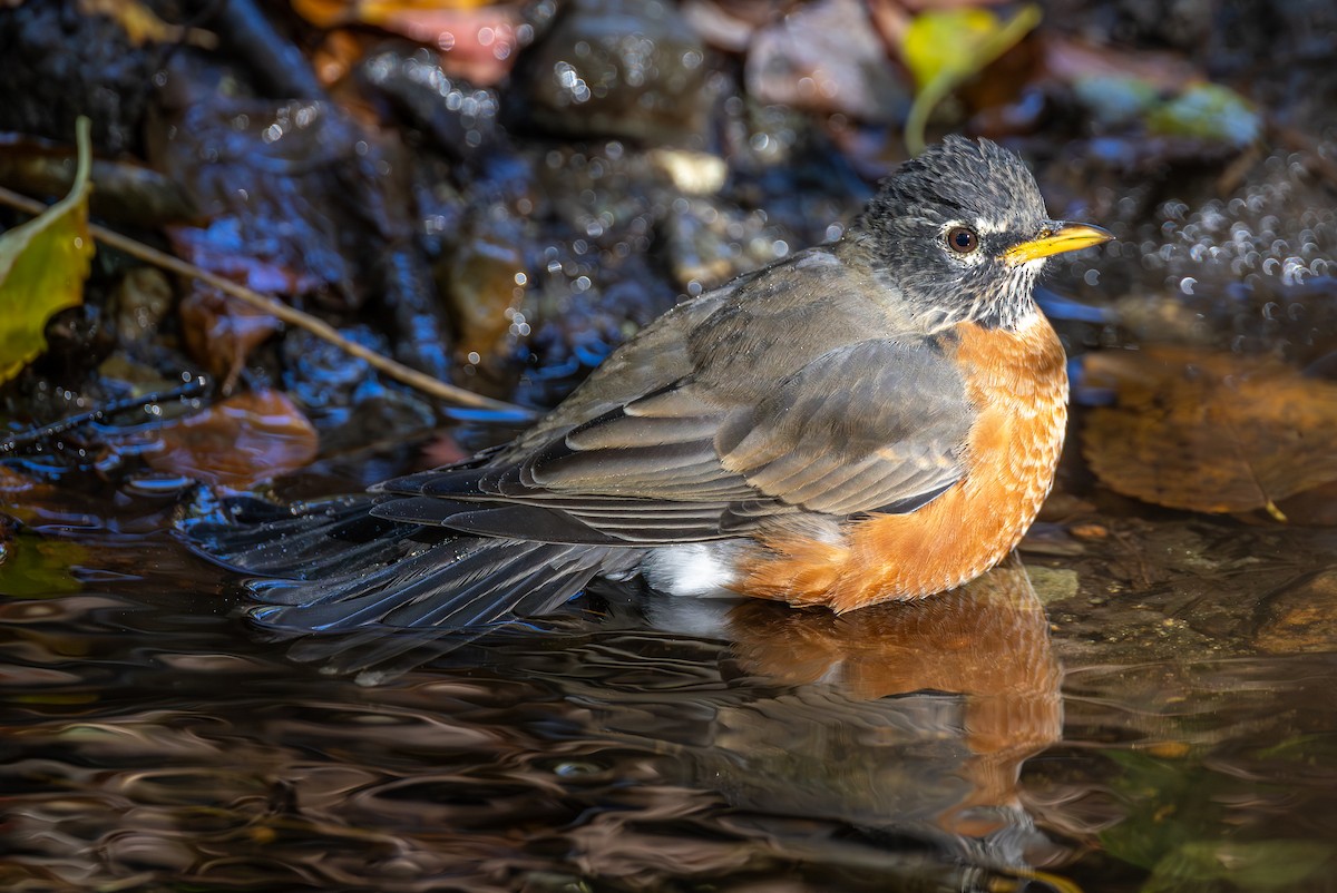 Wanderdrossel - ML647575575