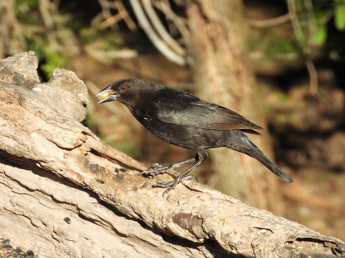 Rotaugen-Kuhstärling - ML647575576