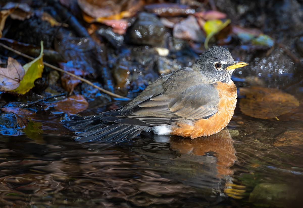 Wanderdrossel - ML647575577