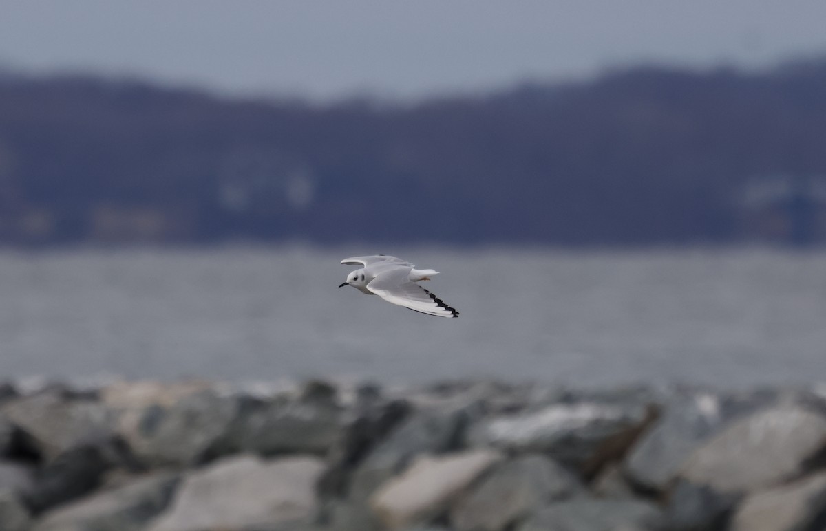 Bonapartemöwe - ML647575578