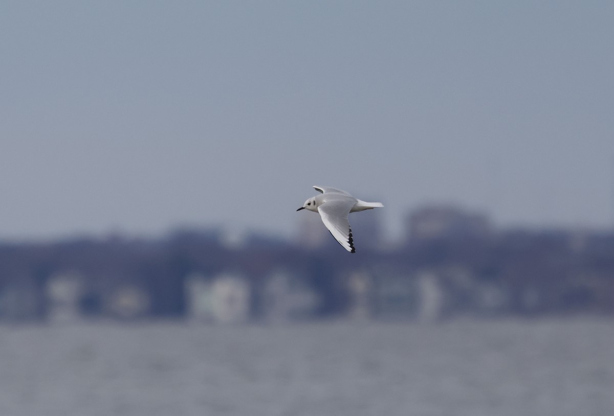 Bonapartemöwe - ML647575579