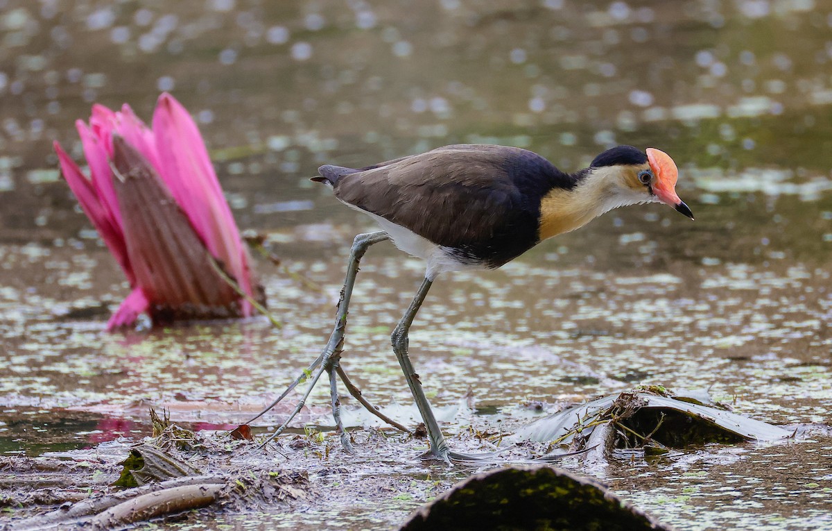 Kammblatthühnchen - ML647575581