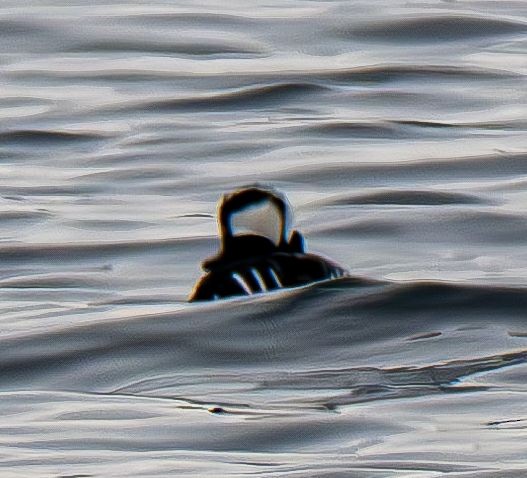 Kappensäger - ML647575582