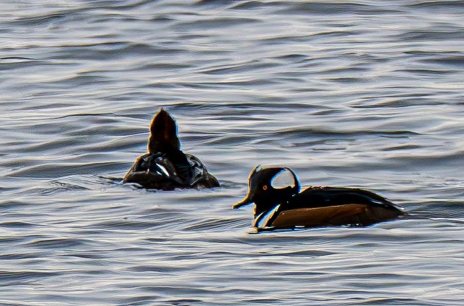 Kappensäger - ML647575583