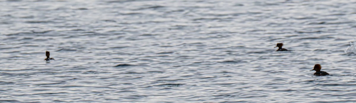 Kappensäger - ML647575584