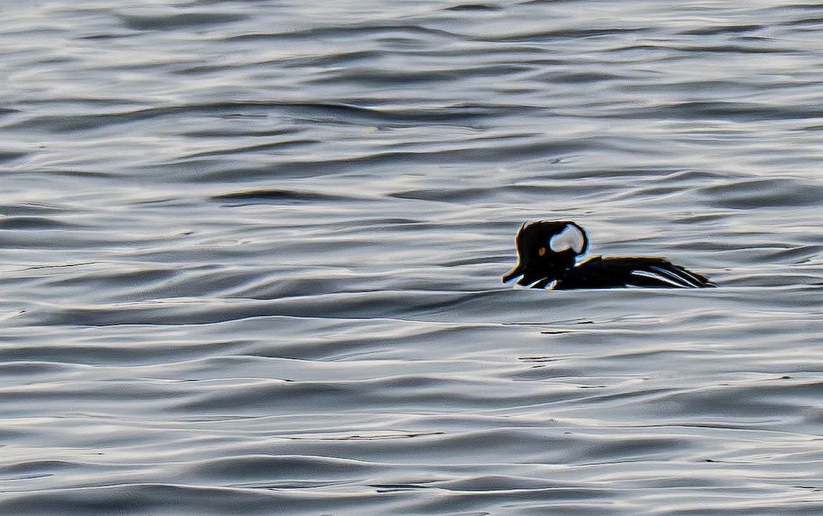 Kappensäger - ML647575586