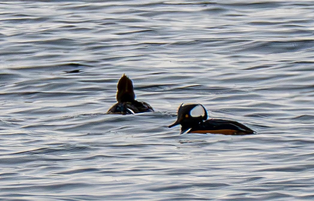 Kappensäger - ML647575587