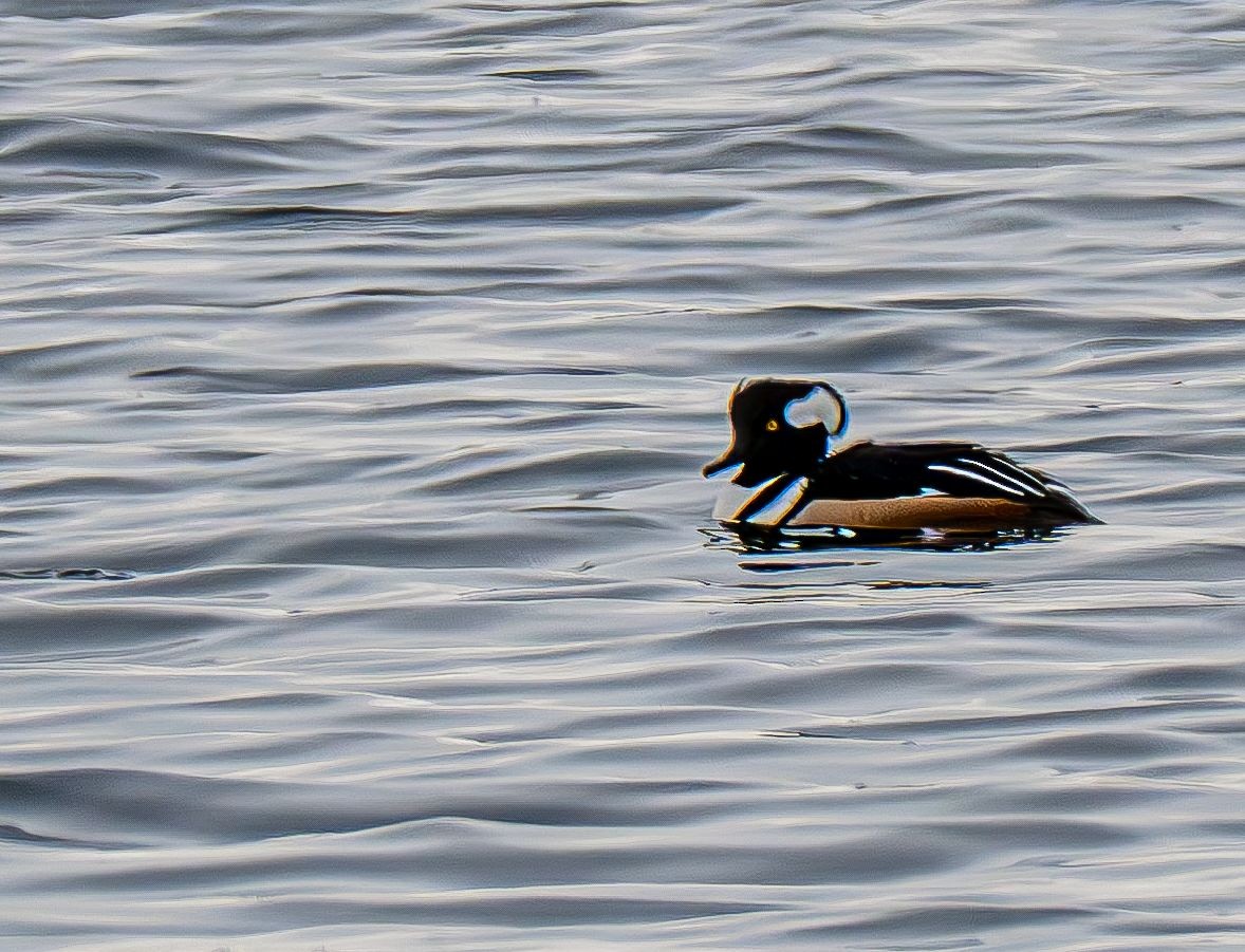 Kappensäger - ML647575588