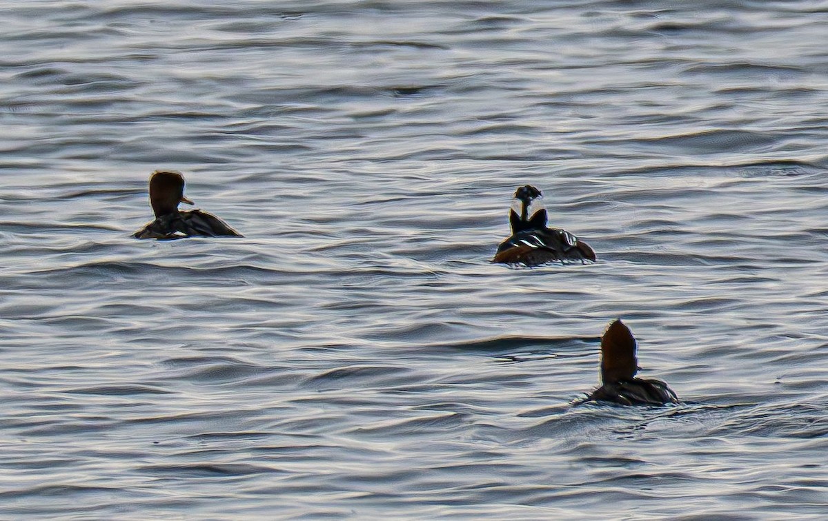 Kappensäger - ML647575589