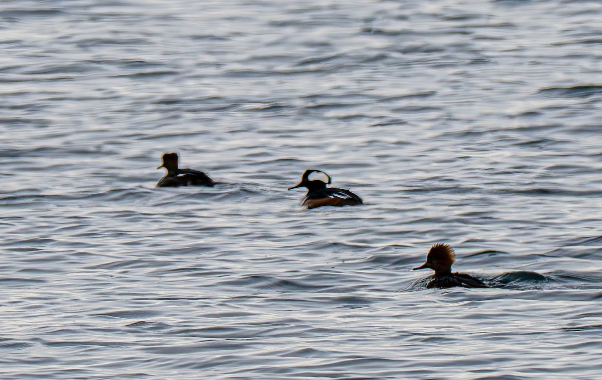 Kappensäger - ML647575590