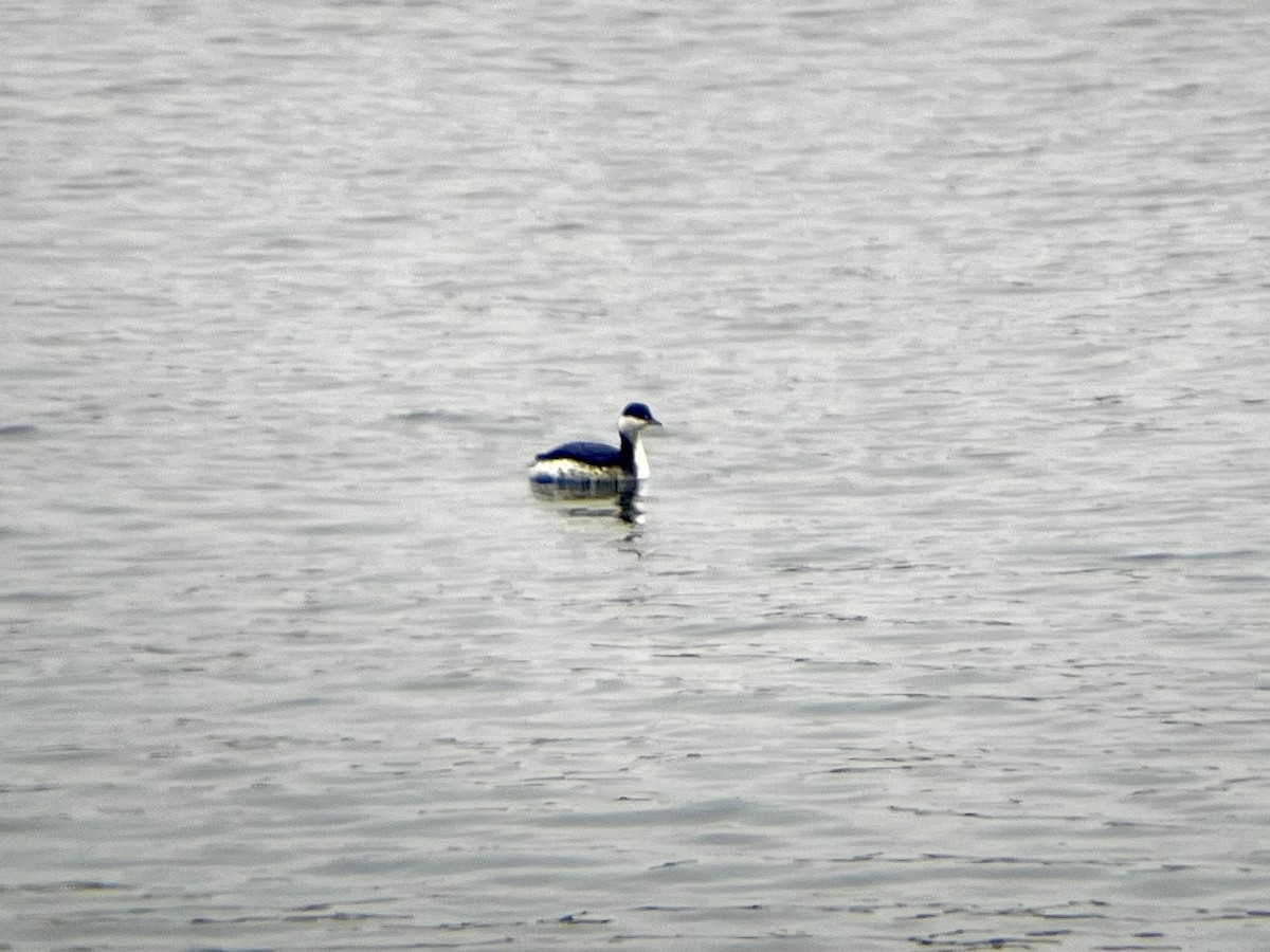 Ohrentaucher - ML647575592