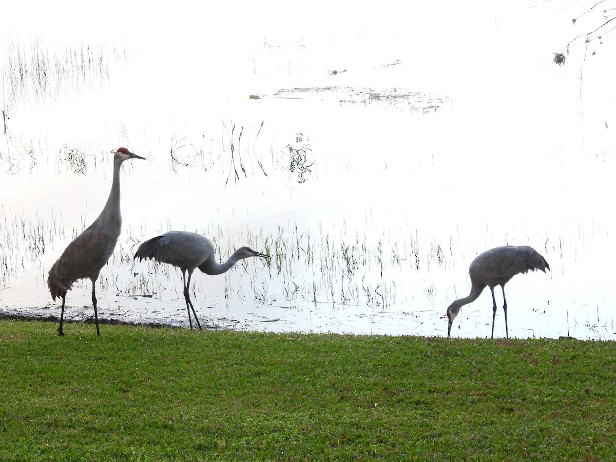 Kanadakranich - ML647575593