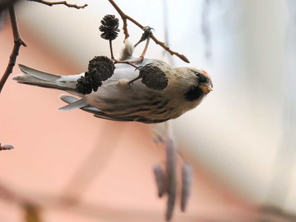 Birkenzeisig - ML647575595