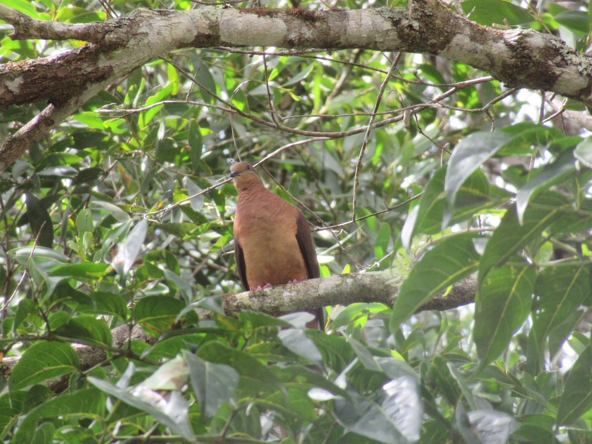 Maronentaube - ML647575601