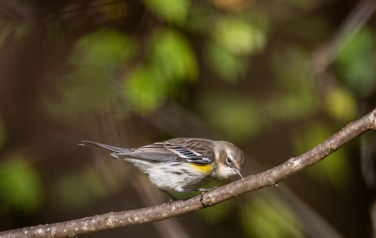 Kronenwaldsänger - ML647575603