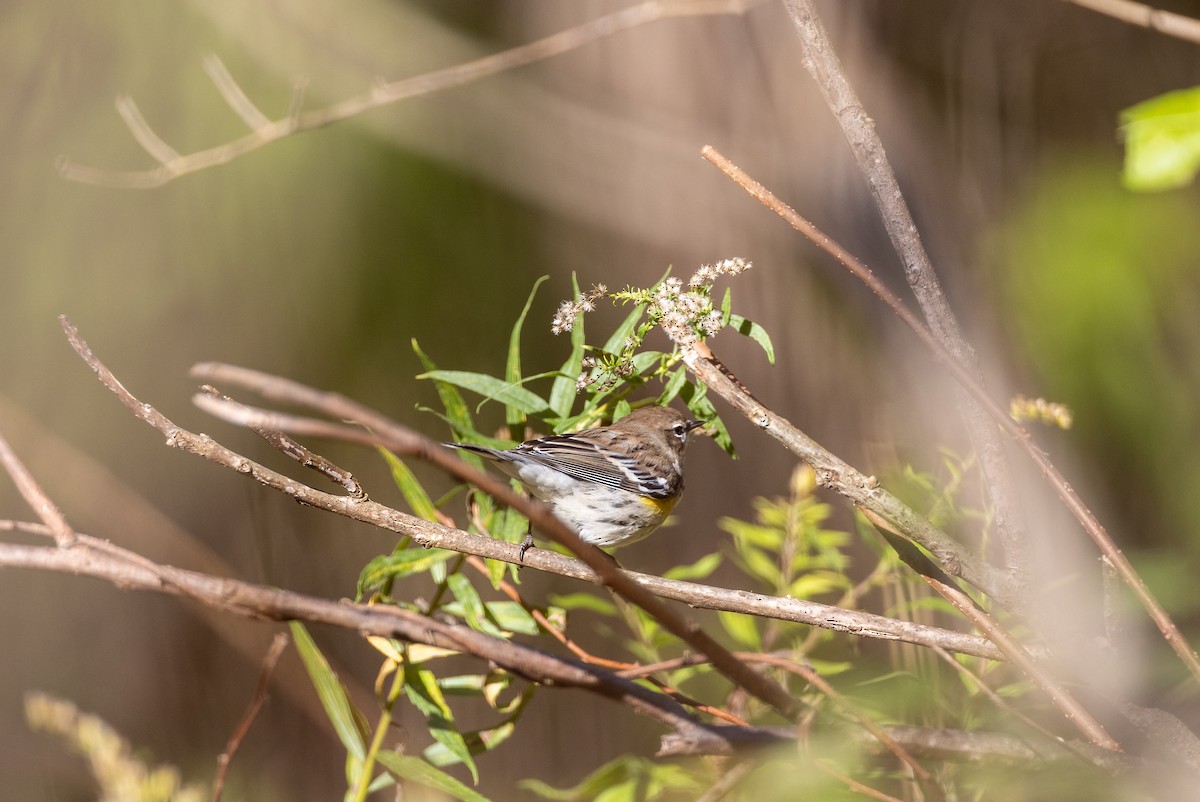 Kronenwaldsänger - ML647575604