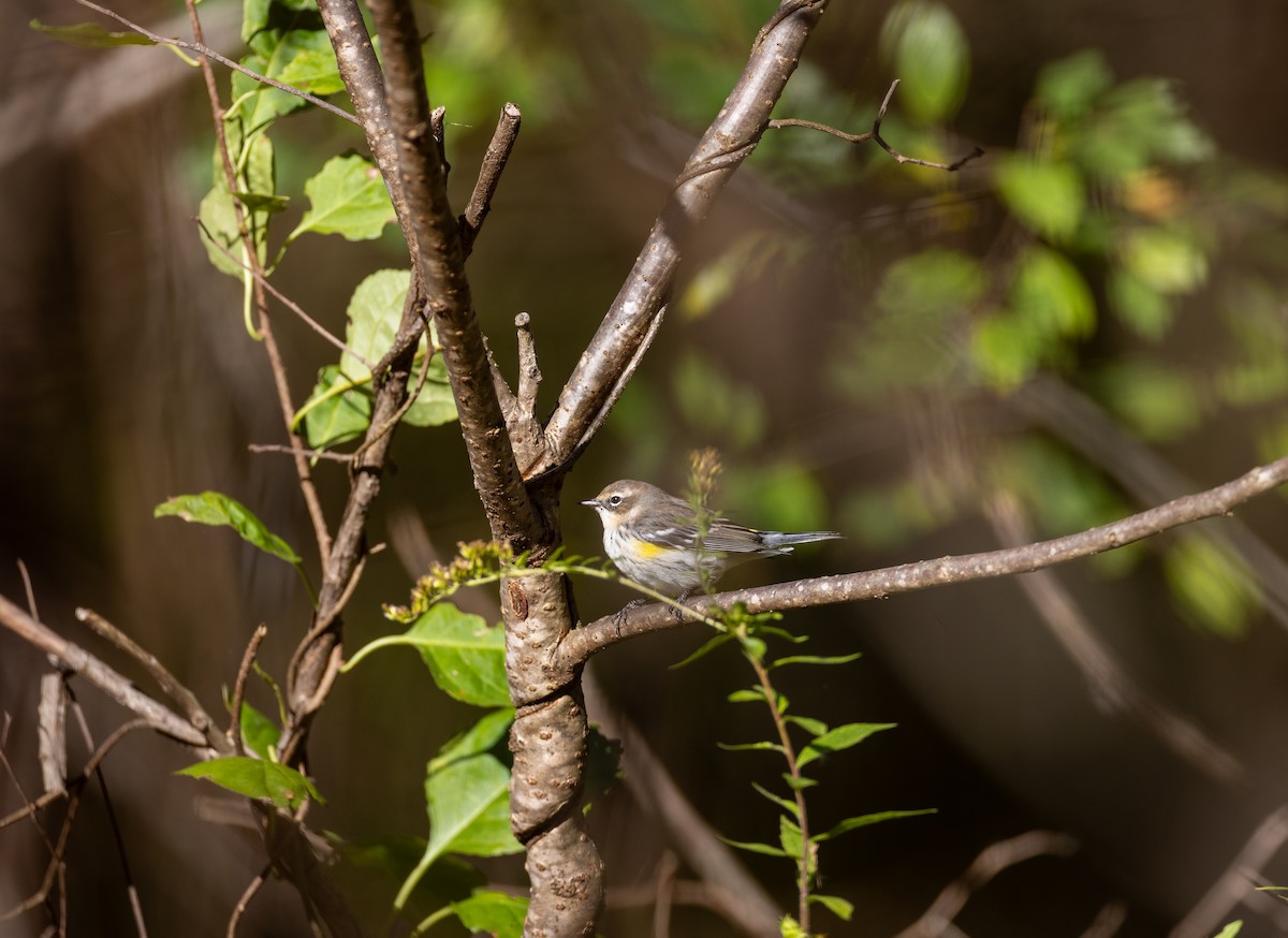 Kronenwaldsänger - ML647575605