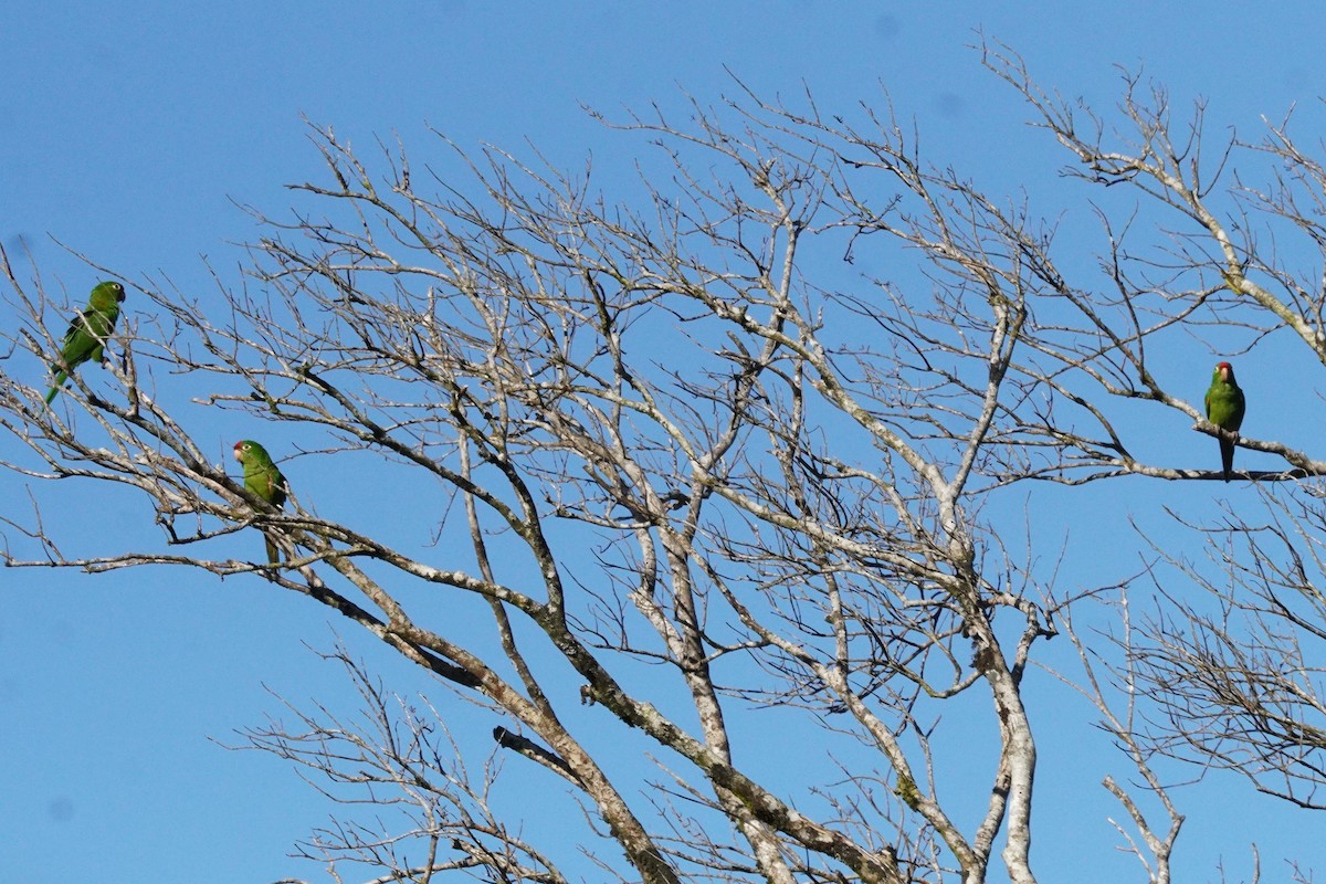 Veraguasittich - ML647575607