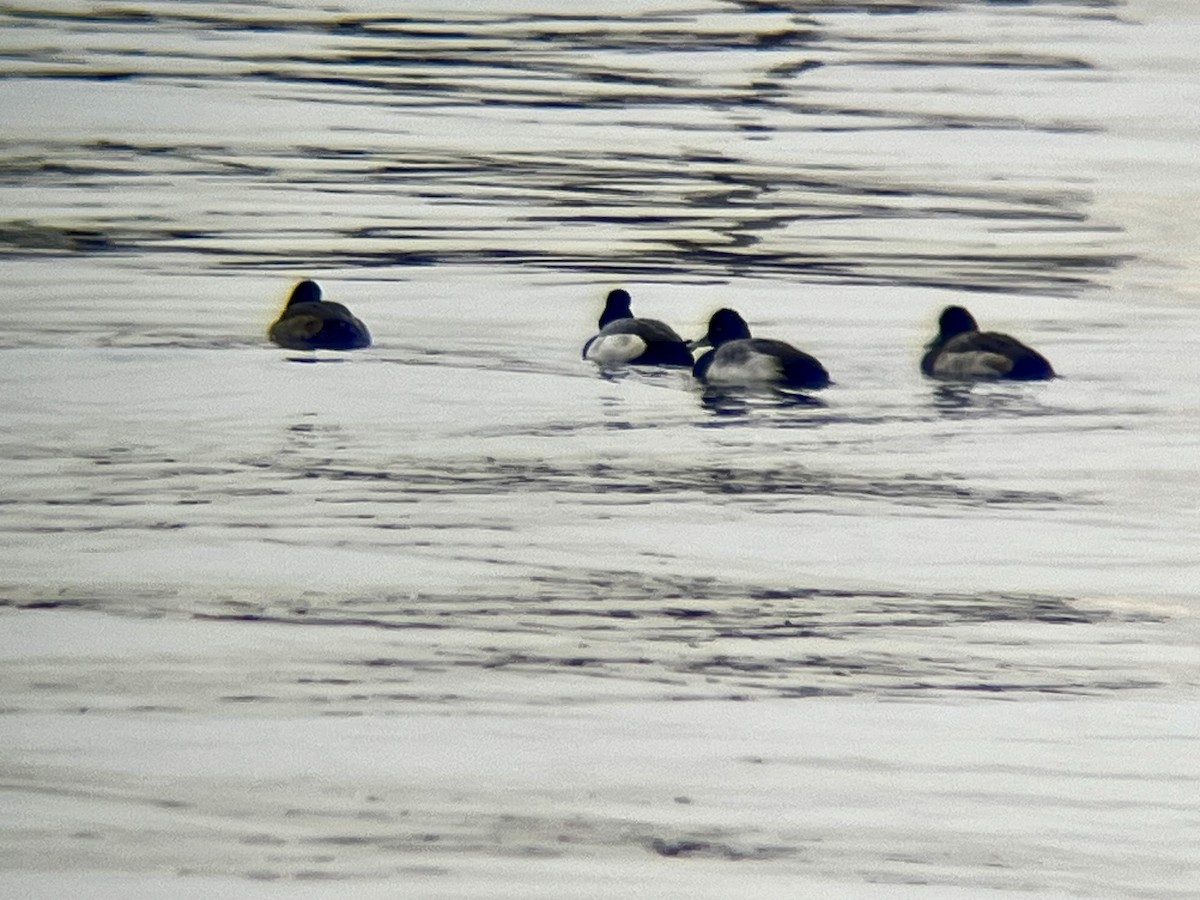 Bergente - ML647575608