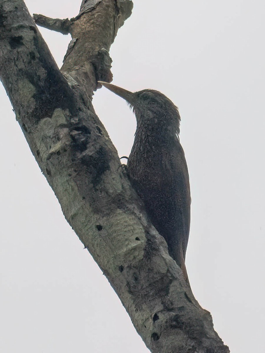 Palmsteiger - ML647575611