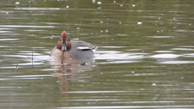 čírka obecná - ML647575616