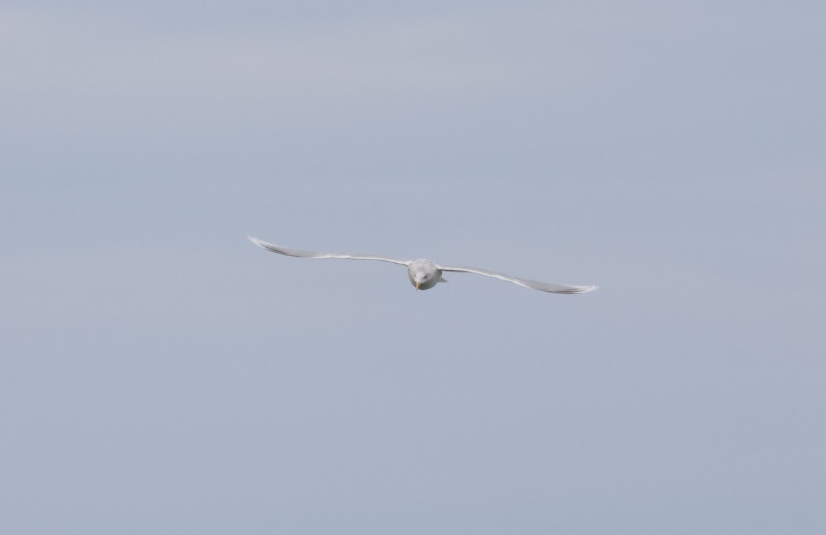 アイスランドカモメ（亜種 クムリーンカモメ） - ML647575618