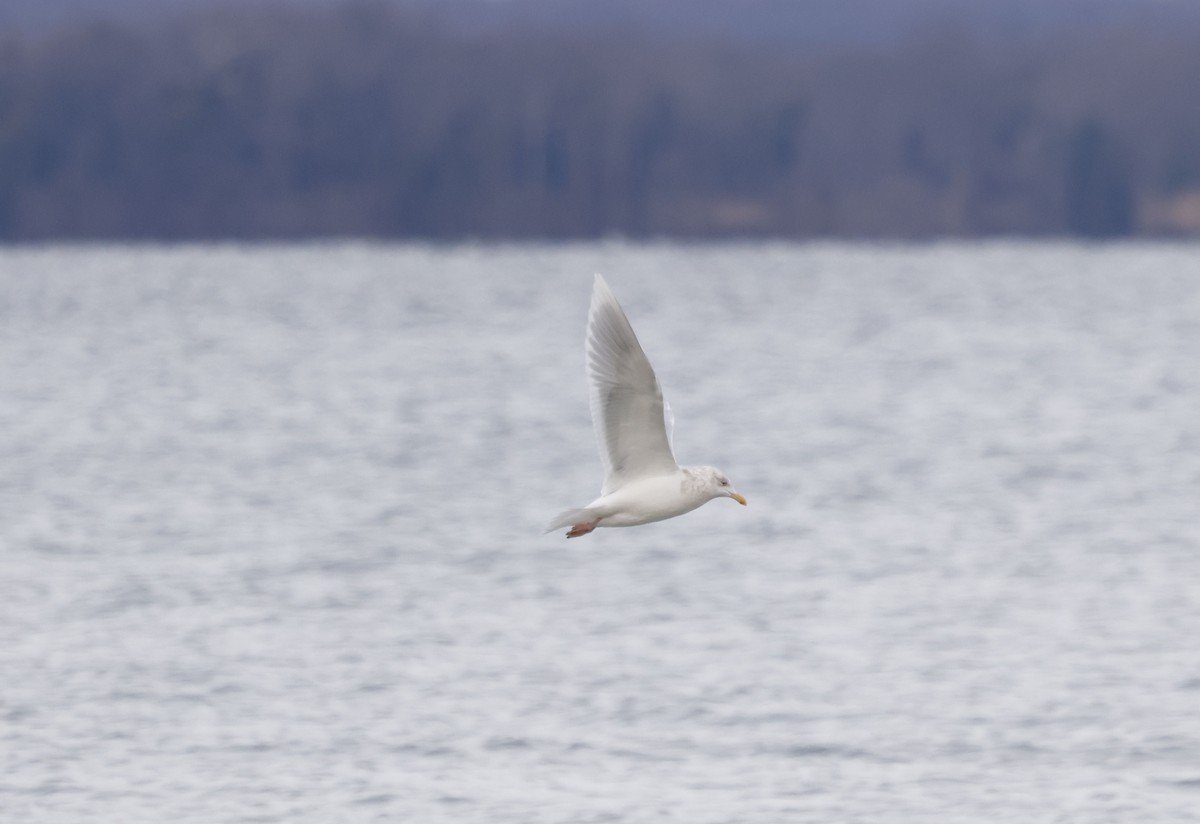 アイスランドカモメ（亜種 クムリーンカモメ） - ML647575619