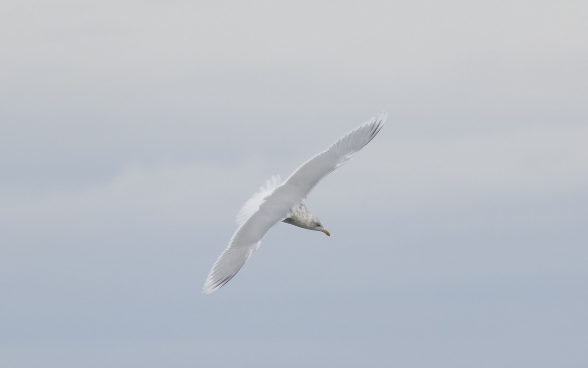 アイスランドカモメ（亜種 クムリーンカモメ） - ML647575621