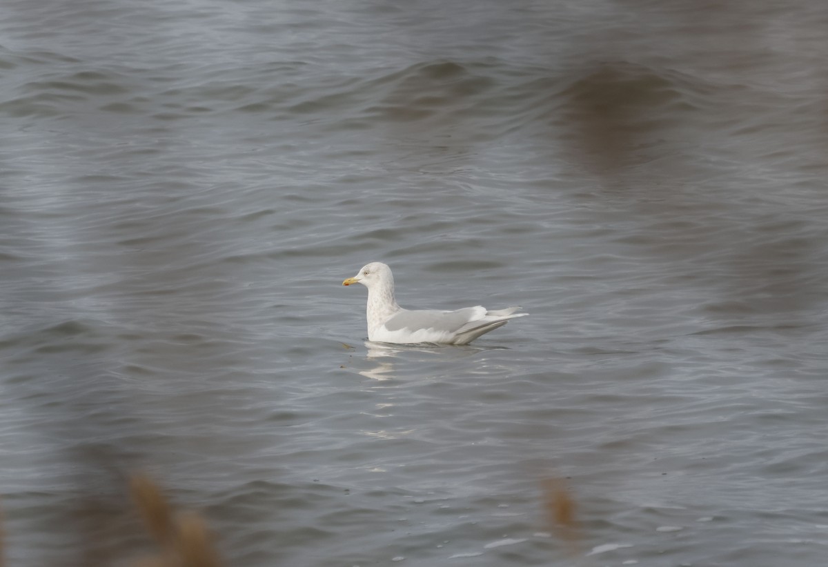 アイスランドカモメ（亜種 クムリーンカモメ） - ML647575623