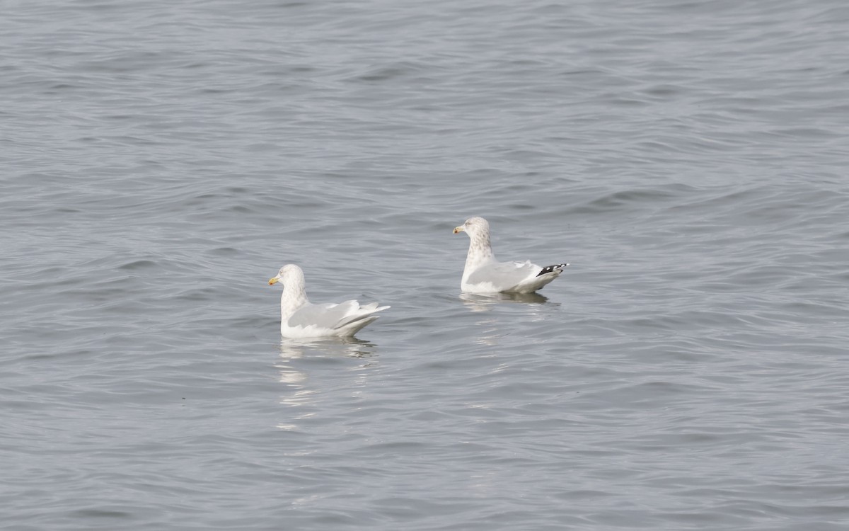 アイスランドカモメ（亜種 クムリーンカモメ） - ML647575624