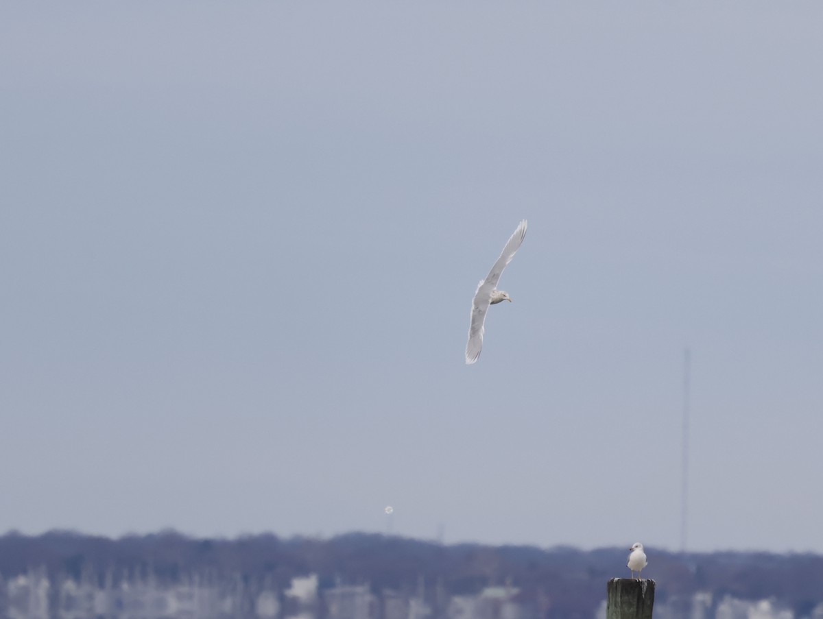 アイスランドカモメ（亜種 クムリーンカモメ） - ML647575625