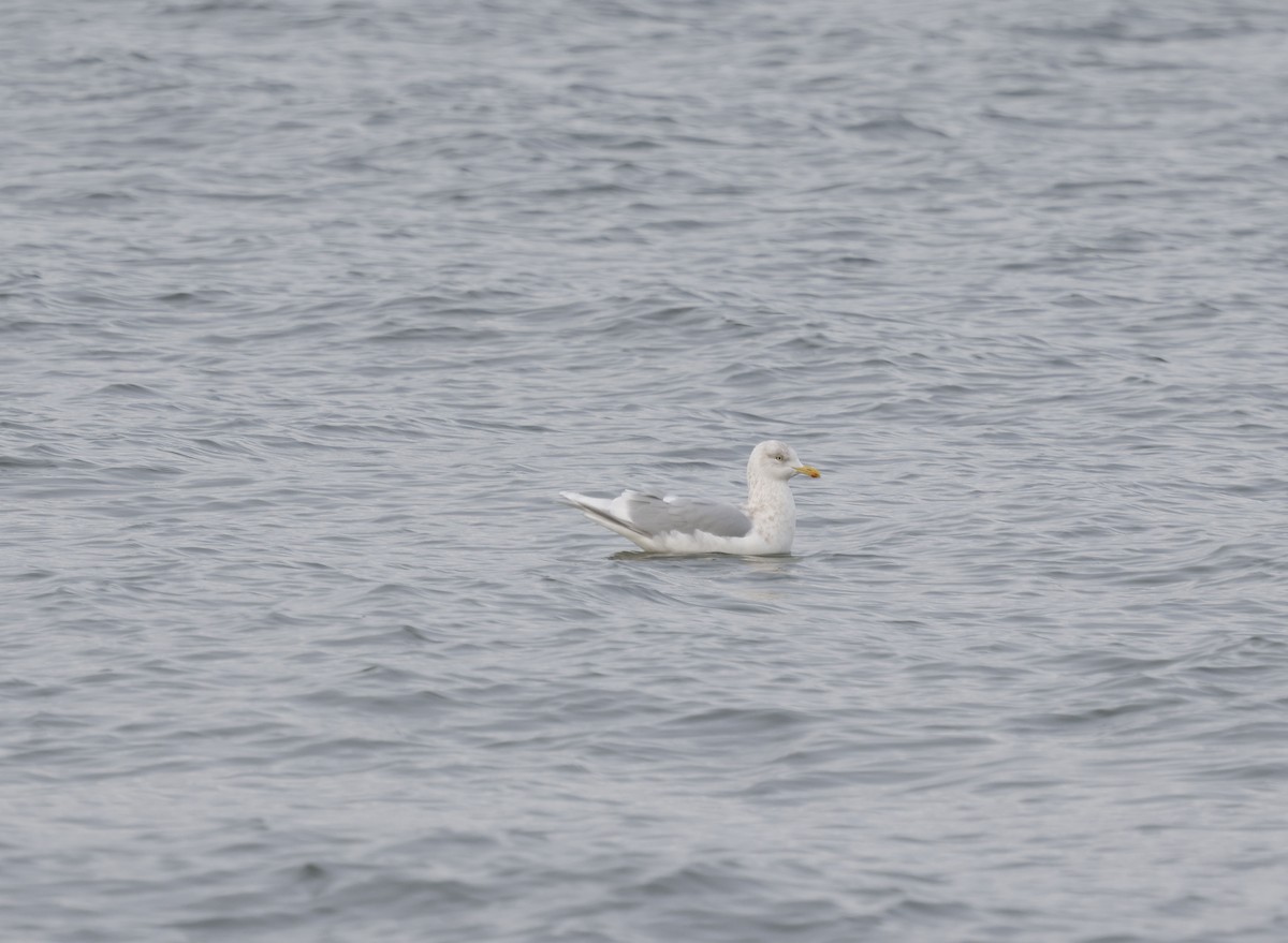 アイスランドカモメ（亜種 クムリーンカモメ） - ML647575626