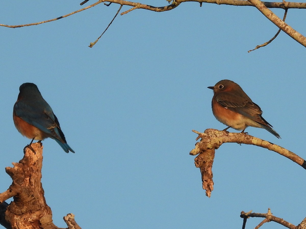 Eastern Bluebird - ML647575631