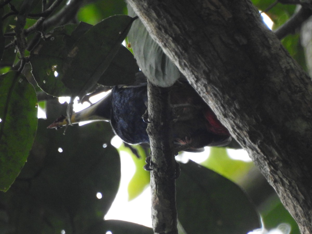 Gould's Toucanet - ML647575637