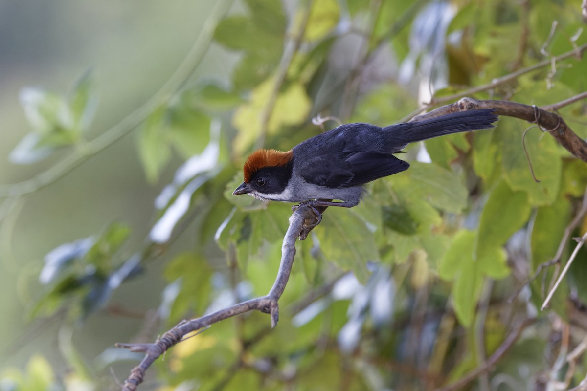Northern Slaty Brushfinch - ML647575642