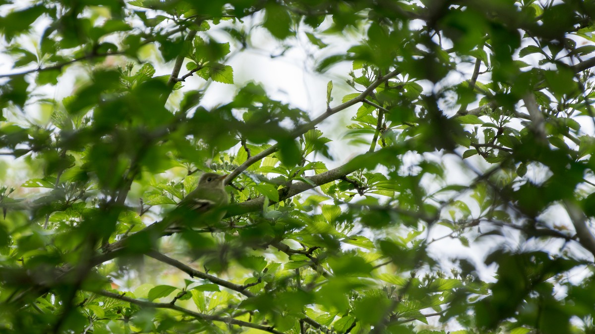 Yellow-bellied Flycatcher - ML647575645