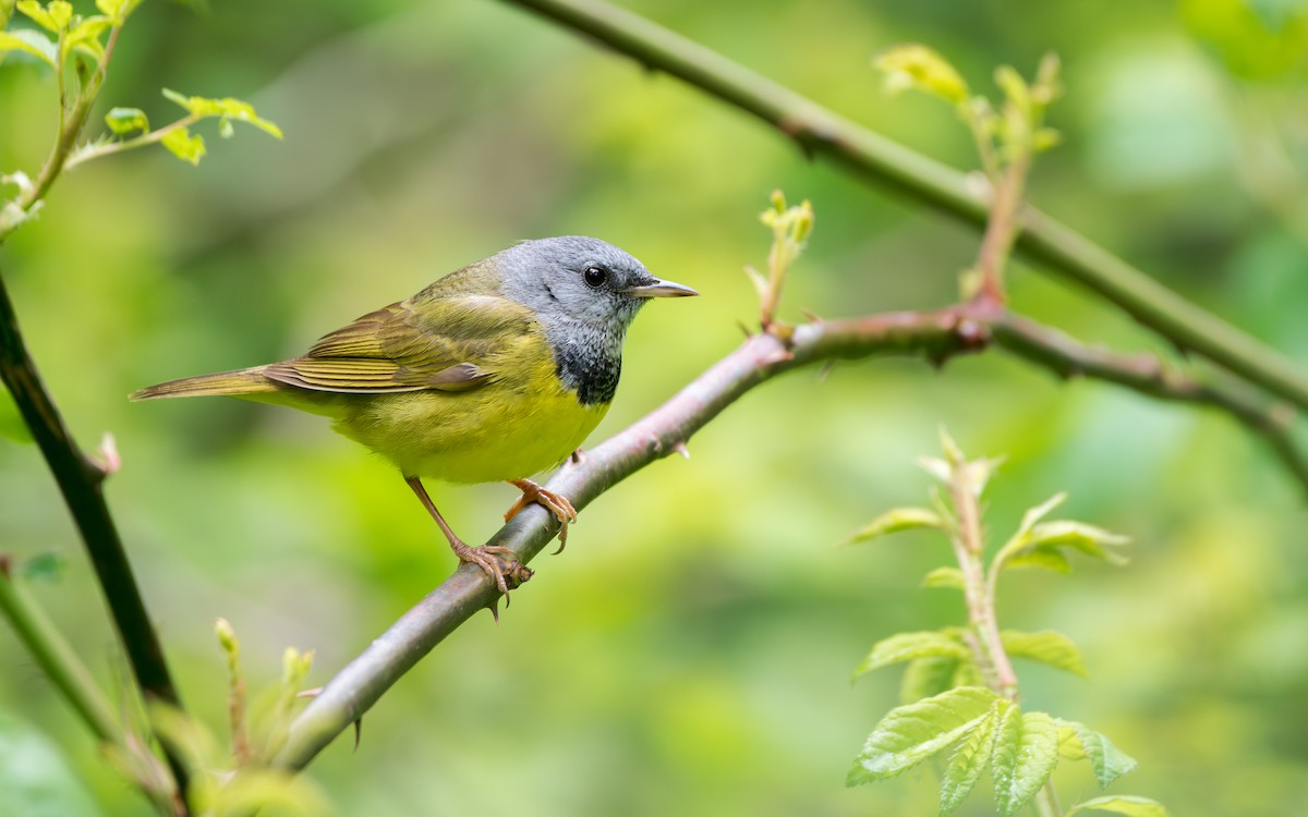 Mourning Warbler - ML647575667