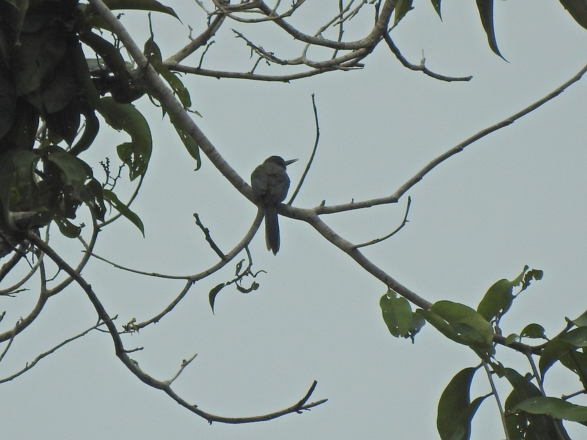 Bronzy Jacamar - ML647575680