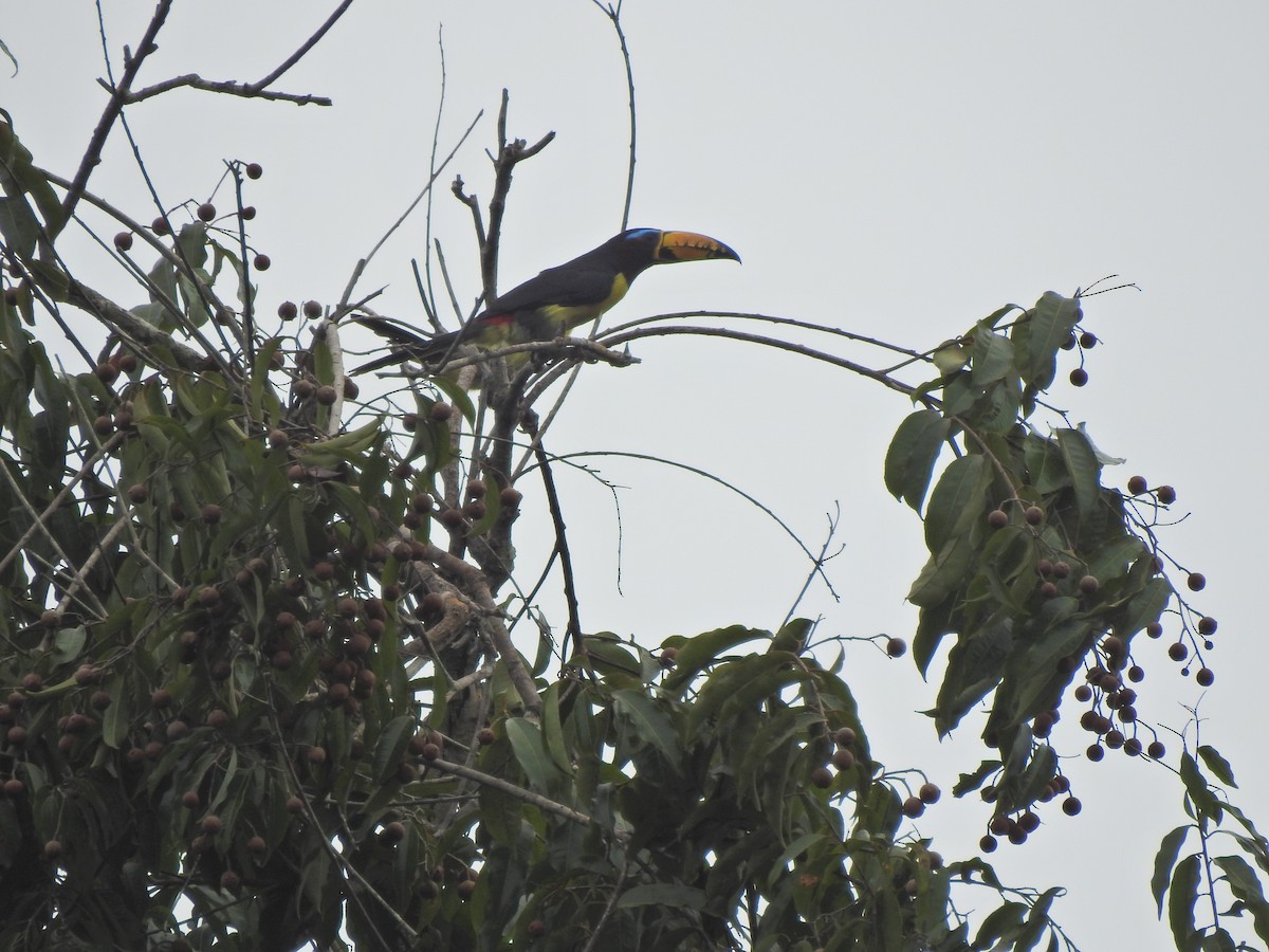 Lettered Aracari - ML647575687