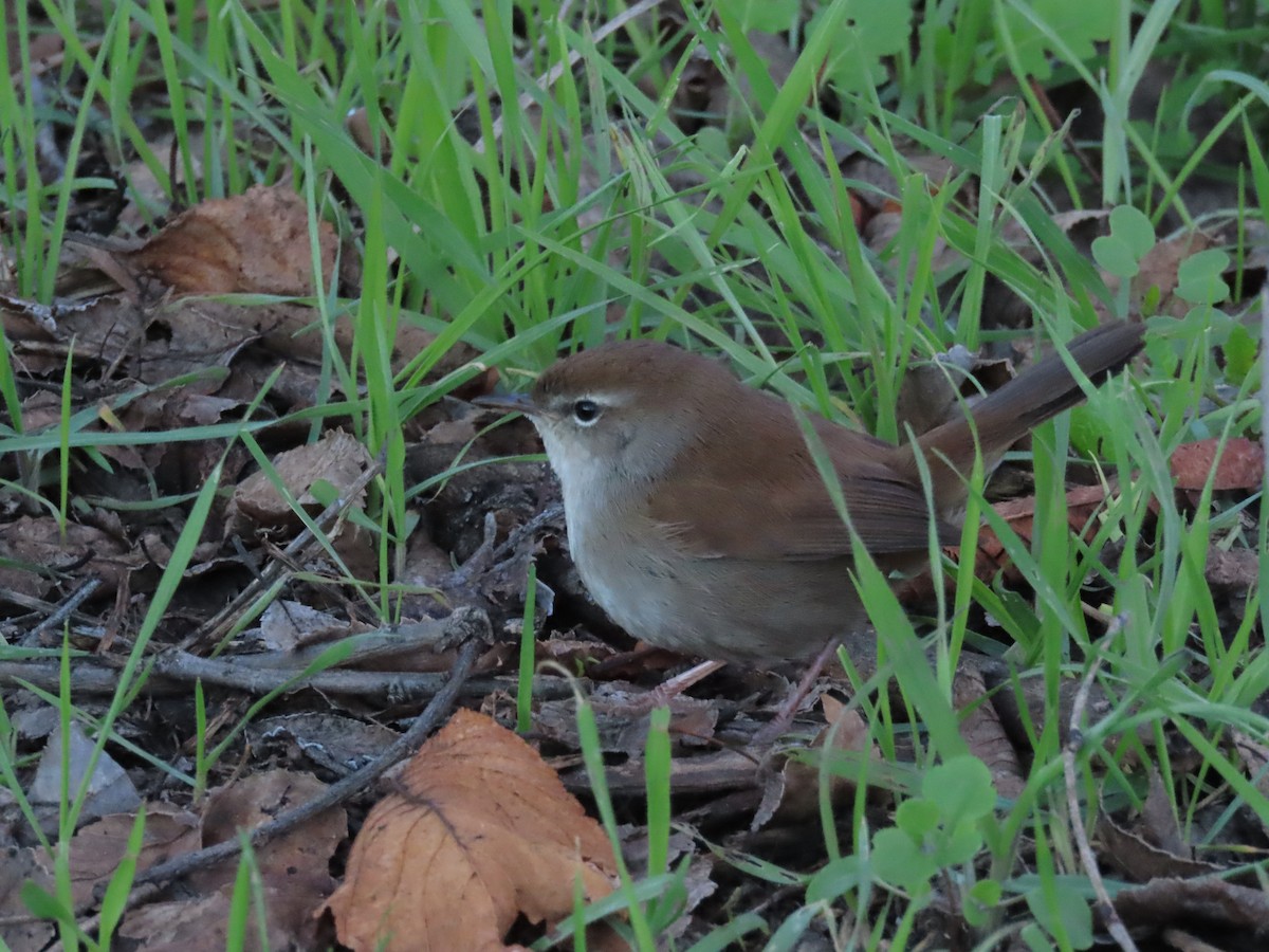 Cetti's Warbler - ML647575692