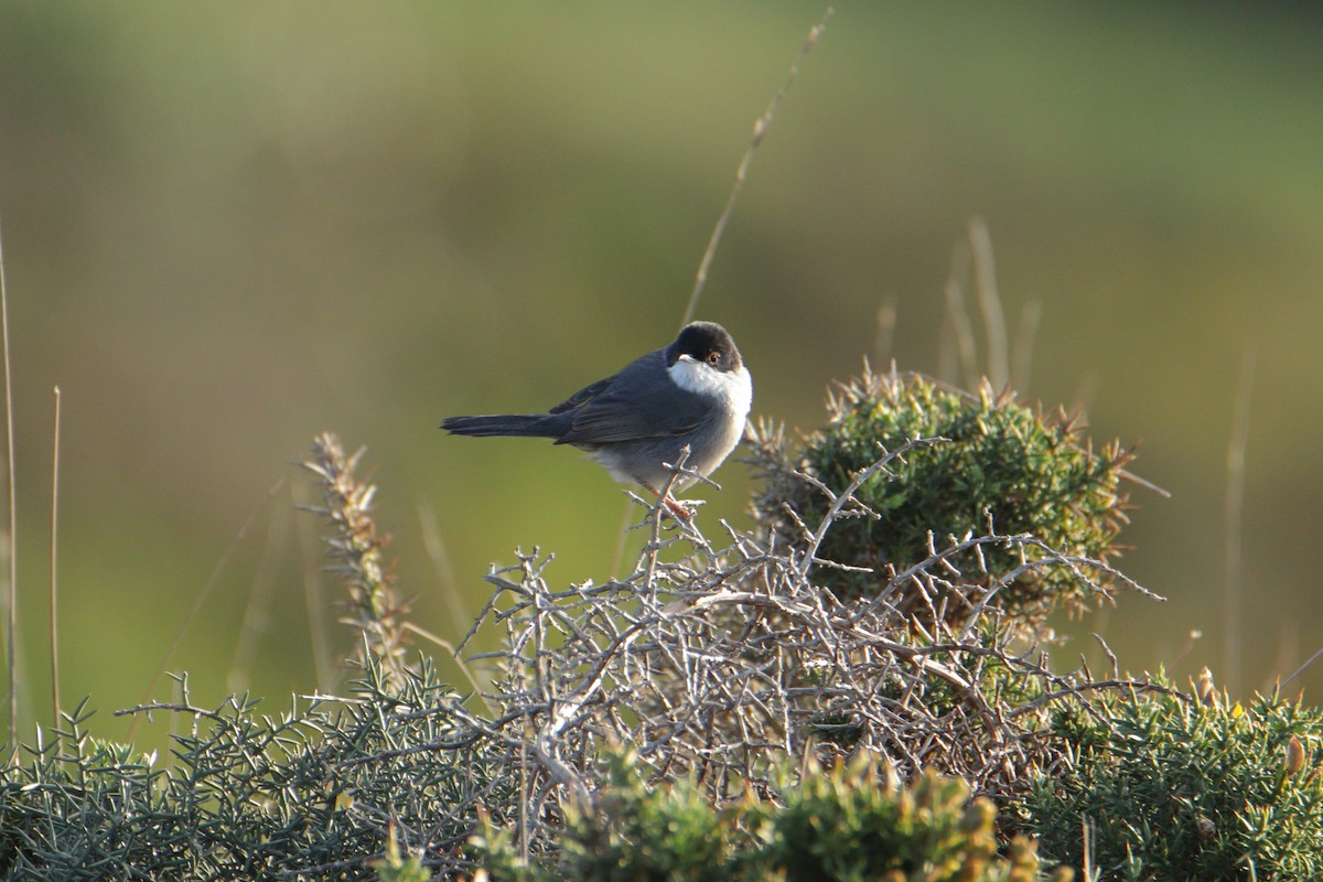 Sardinian Warbler - ML647575693