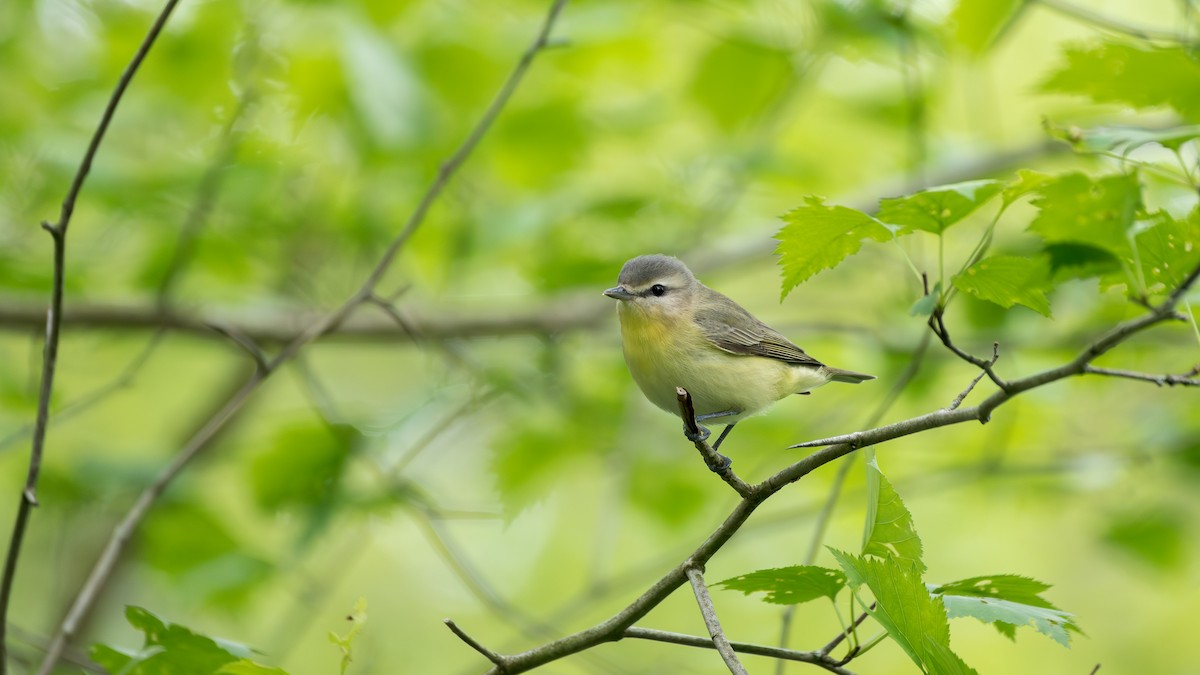 Bireo filadelfiarra - ML647575697
