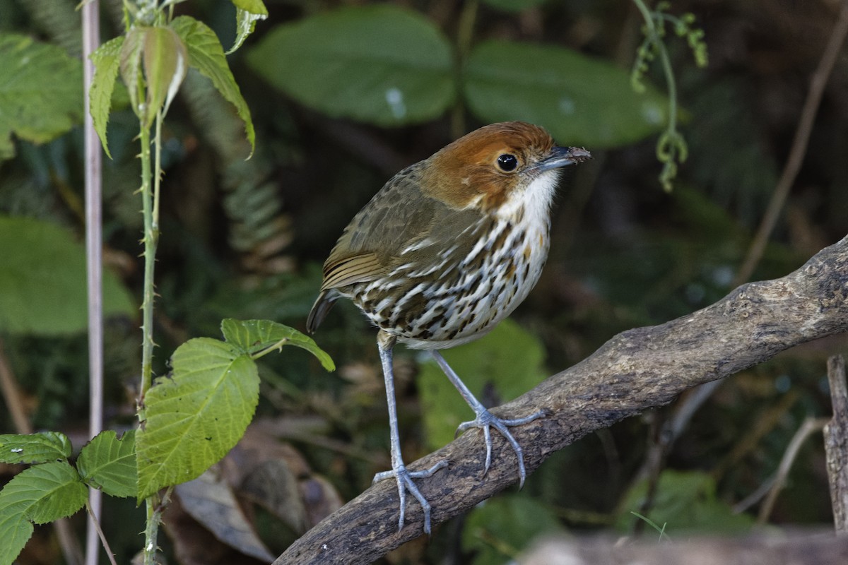 Chestnut-crowned Antpitta - ML647575699