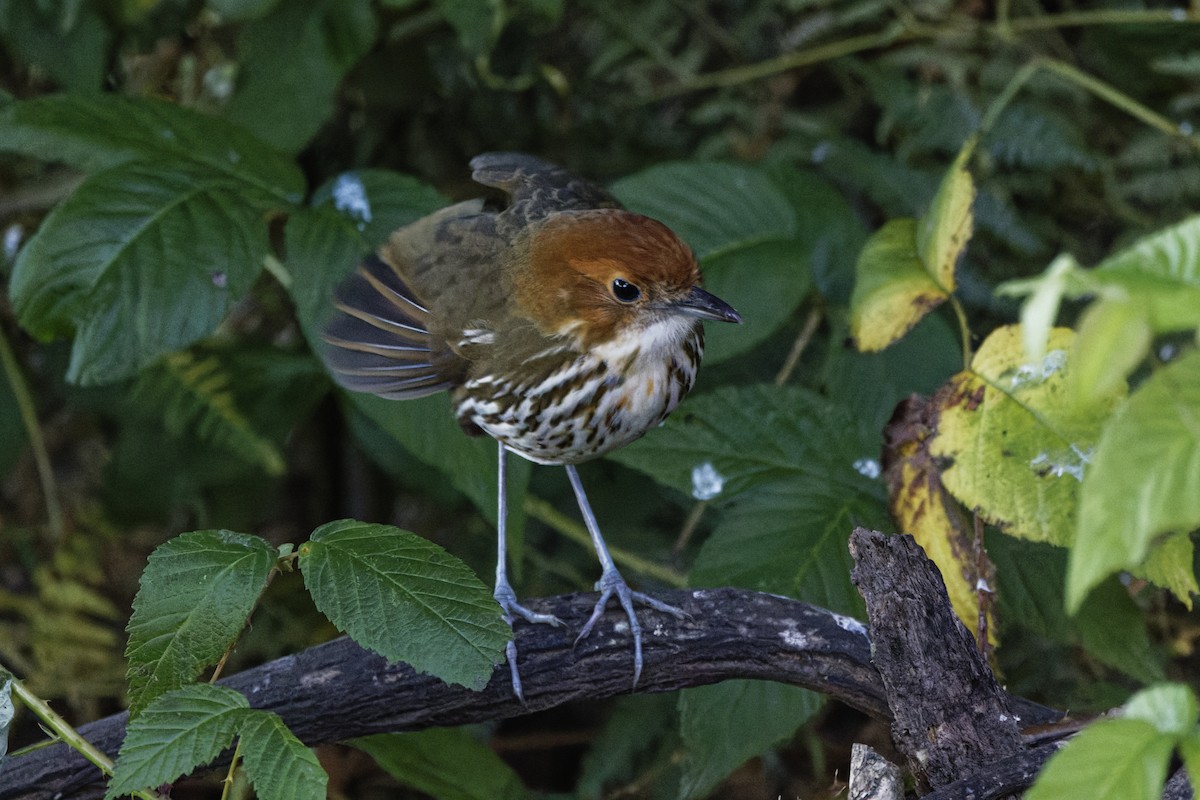 Chestnut-crowned Antpitta - ML647575700