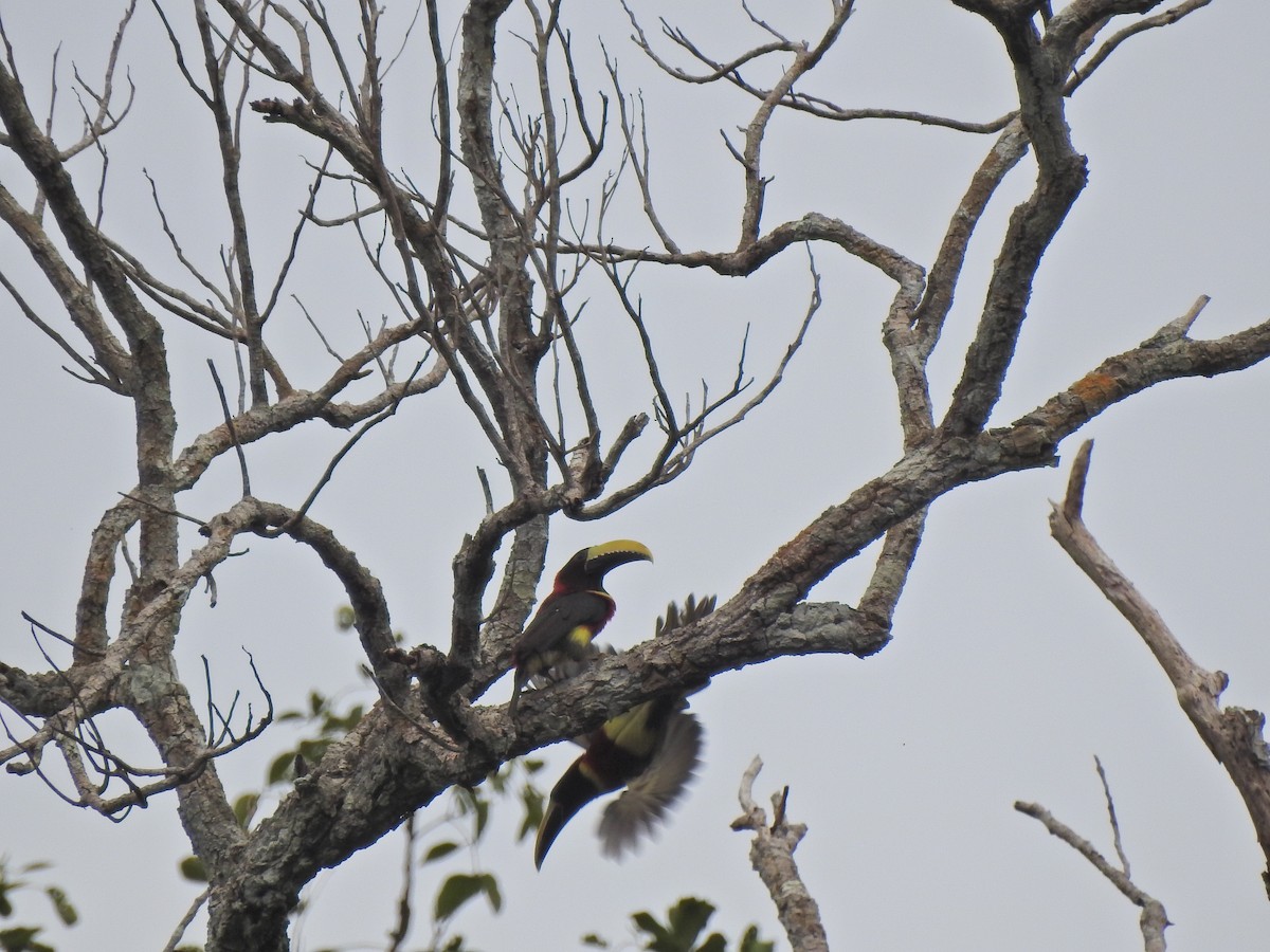Red-necked Aracari - ML647575704