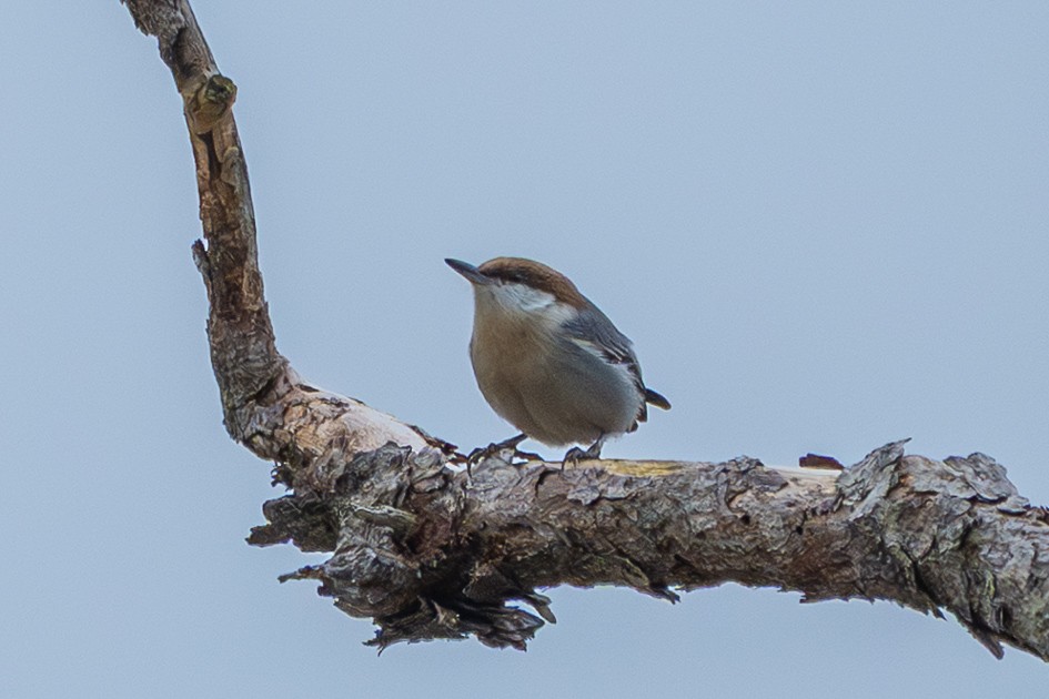 Brown-headed Nuthatch - ML647575705