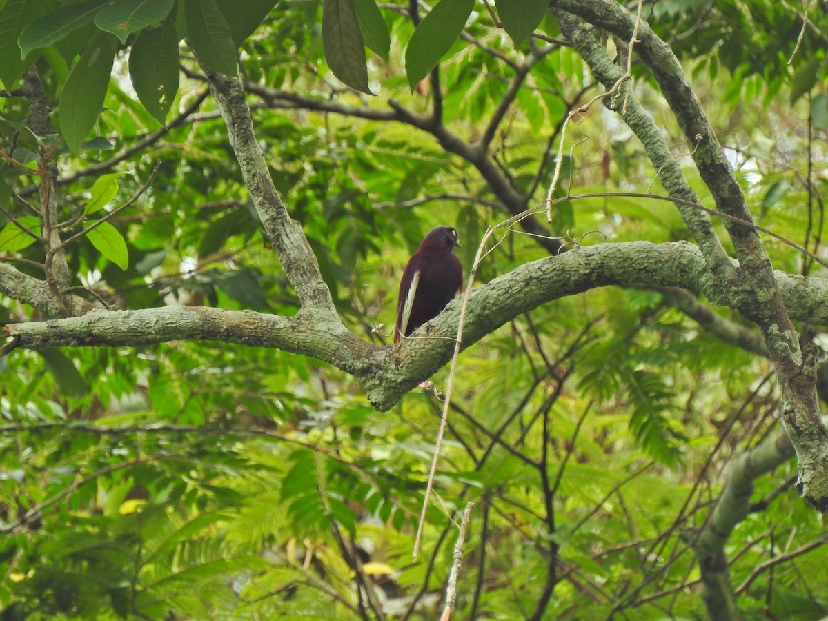 Pompadour Cotinga - ML647575706