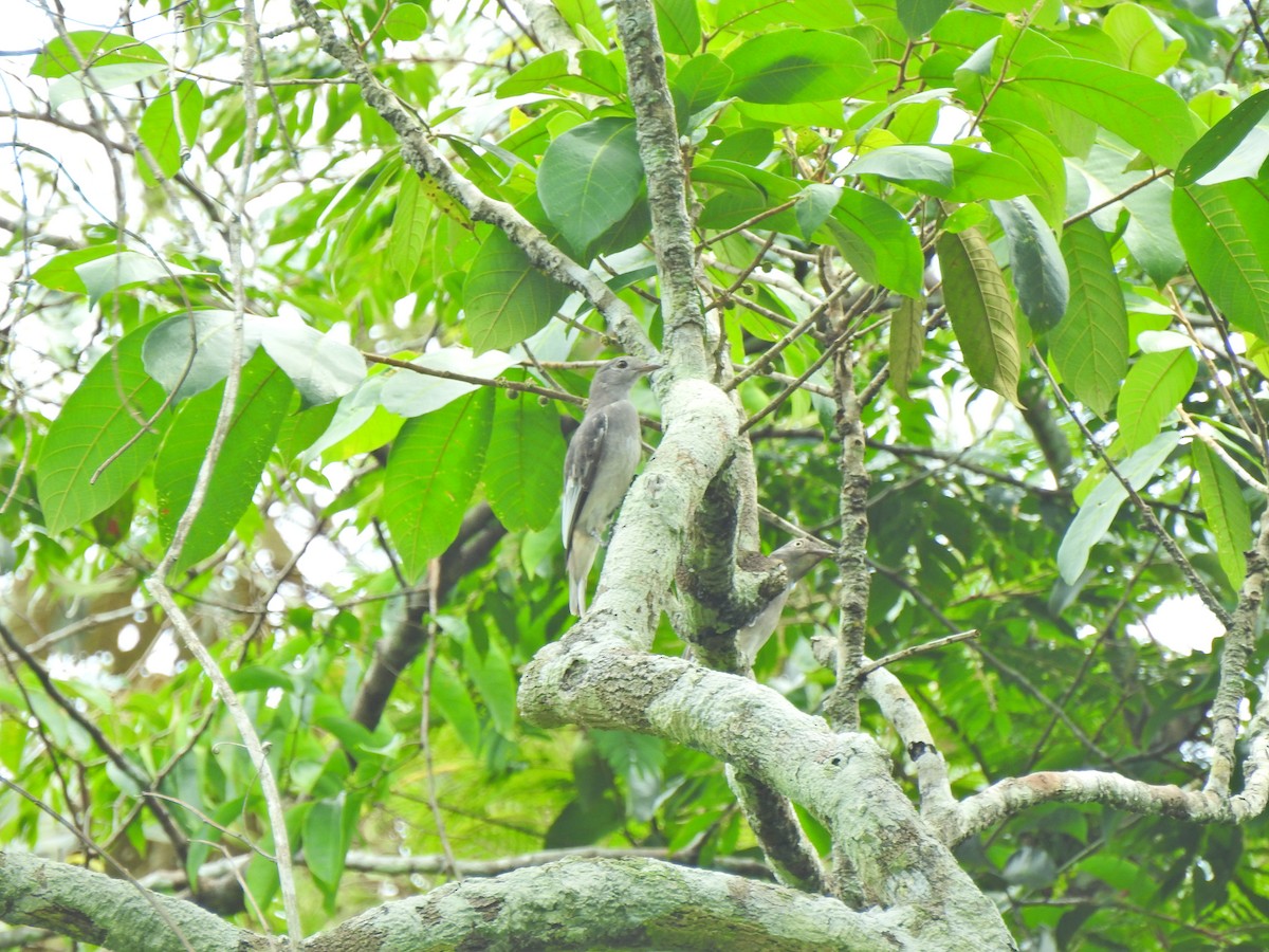 Pompadour Cotinga - ML647575712