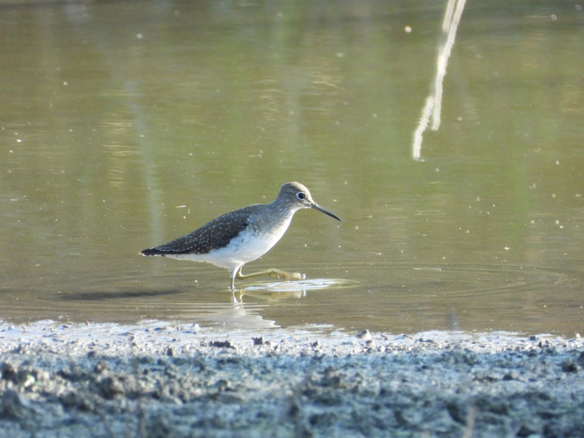 Solitary Sandpiper - ML647575715